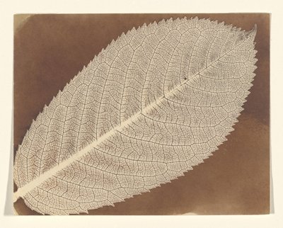  autorstwa William Henry Fox Talbot