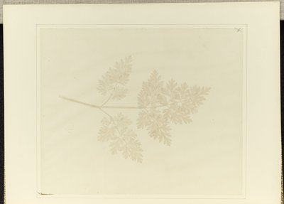 Liść rośliny autorstwa William Henry Fox Talbot