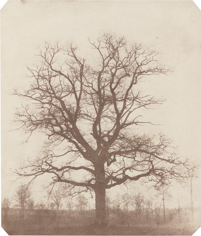 Dąb autorstwa William Henry Fox Talbot