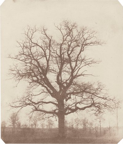 Drzewo dębu, połowa lat 1840-tych (zdjęcie) autorstwa William Henry Fox Talbot