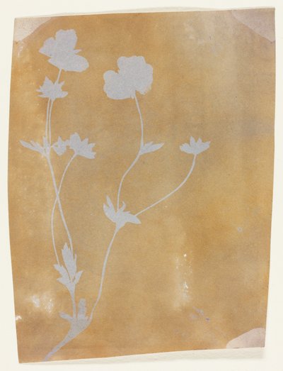 Łodyga liści i kwiatów autorstwa William Henry Fox Talbot
