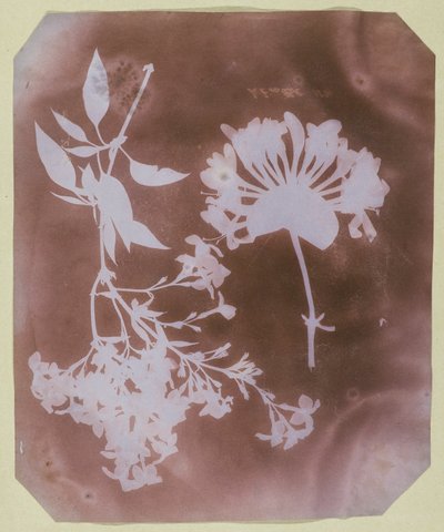 Dwa okazy roślin autorstwa William Henry Fox Talbot