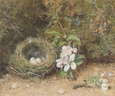 Ptasie Gniazdo ze sprayami z kwiatów jabłoni, ok.1845-50 (kolor nadwozia i wc z kredą i gumą na papierze) autorstwa William Henry Hunt