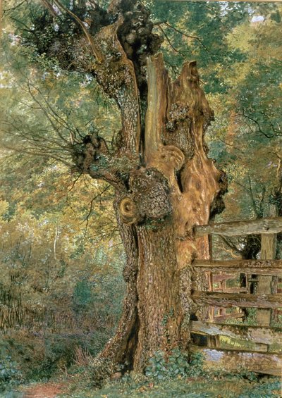 Wiąz Pollard na skraju wsi funt autorstwa William Henry Hunt