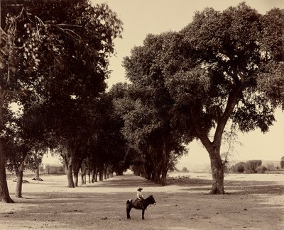 [Calle de Guadeloupe, Chihuahua, Meksyk] autorstwa William Henry Jackson