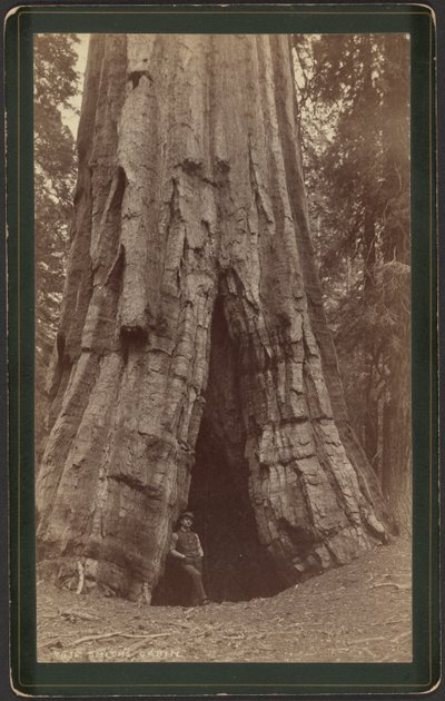 Smiths Cabin autorstwa William Henry Jackson