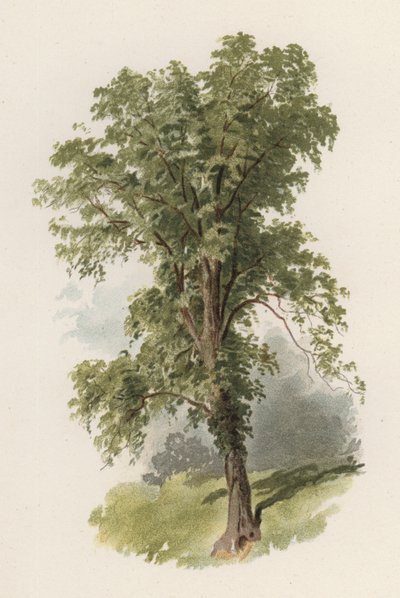 Drzewa: Wiąz (kolor lito) autorstwa William Henry James (after) Boot