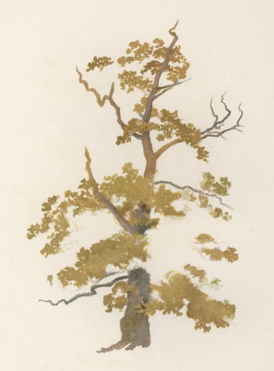 Drzewa: Dąb (litografia barwna) autorstwa William Henry James (after) Boot