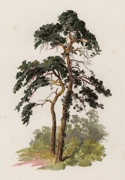 Drzewa: Jodła Szkocka (kolor lito) autorstwa William Henry James (after) Boot