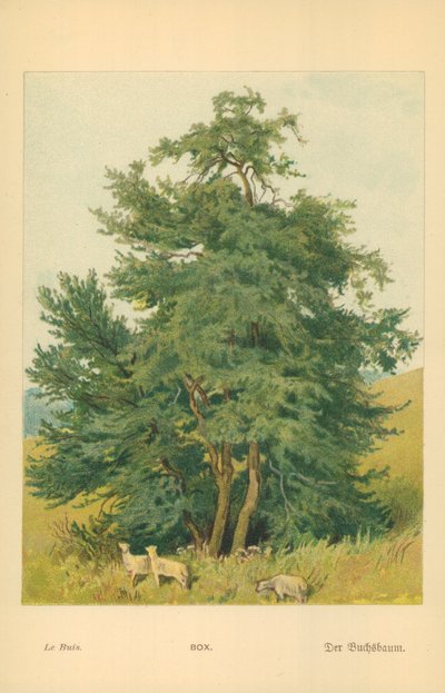 Skrzynka autorstwa William Henry James Boot