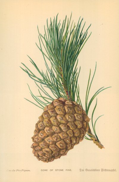 Stożek Kamiennej Sosny autorstwa William Henry James Boot
