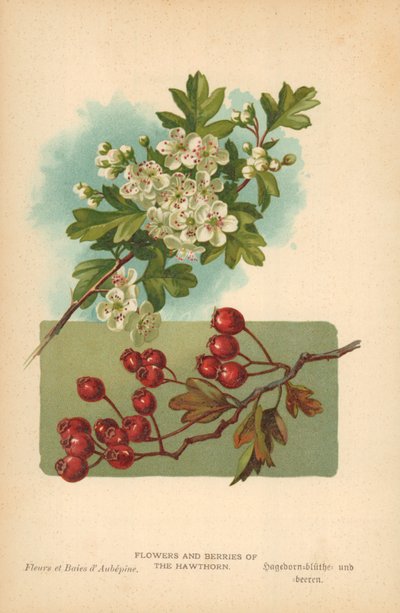 Kwiaty i jagody głogu autorstwa William Henry James Boot