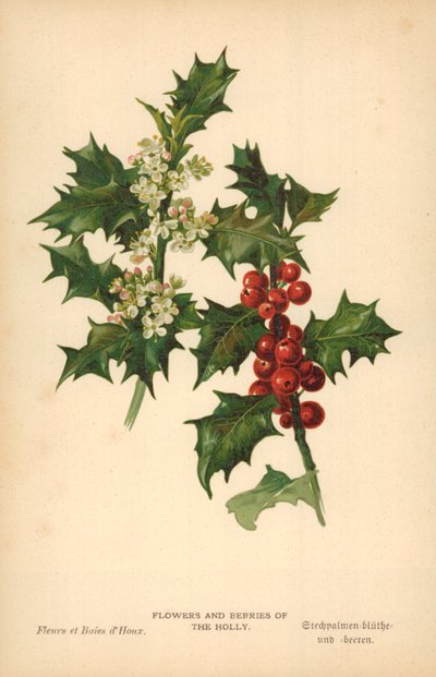 Kwiaty i owoce Holly autorstwa William Henry James Boot