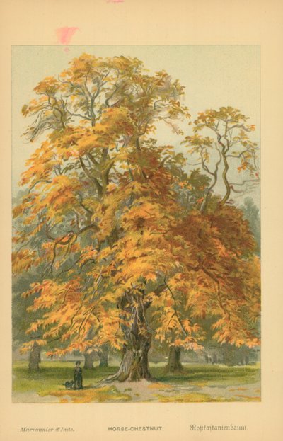 Kasztanowiec autorstwa William Henry James Boot