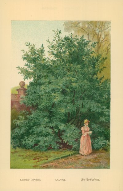 Laur autorstwa William Henry James Boot
