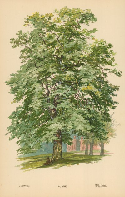 Samolot autorstwa William Henry James Boot