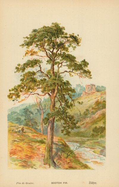 Sosna autorstwa William Henry James Boot