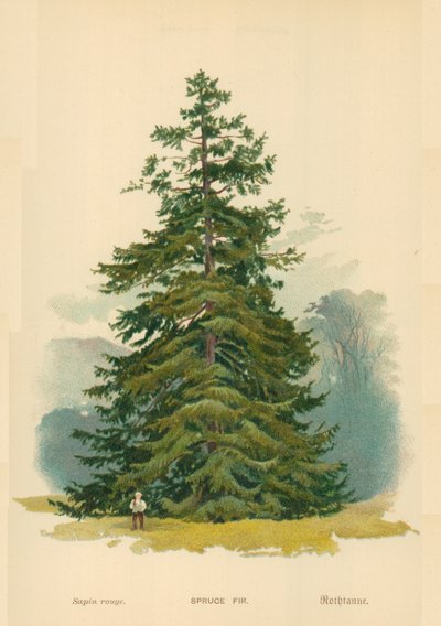 jodła świerkowa autorstwa William Henry James Boot