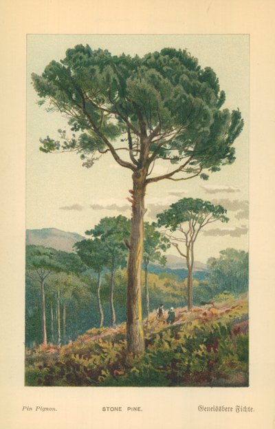 kamienna sosna autorstwa William Henry James Boot