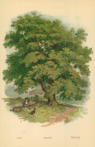 Orzech włoski autorstwa William Henry James Boot
