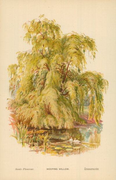 Płacząca wierzba autorstwa William Henry James Boot