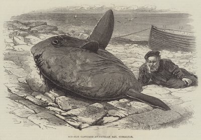 Sun-Fish schwytany w Zatoce Katalońskiej na Gibraltarze autorstwa William Henry Pike