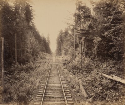 Hemlock Forest, ok. 1895 (zdjęcie) autorstwa William Herman Rau