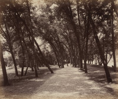 Tereny piknikowe, ok. 1895 (zdjęcie) autorstwa William Herman Rau
