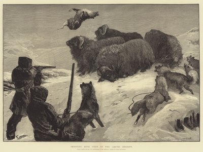 Strzelanie do wołów piżmowych w regionach arktycznych autorstwa William Heysham Overend