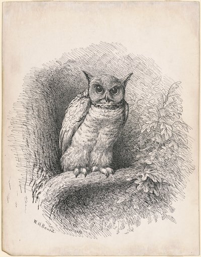 Sowa autorstwa William Holbrook Beard