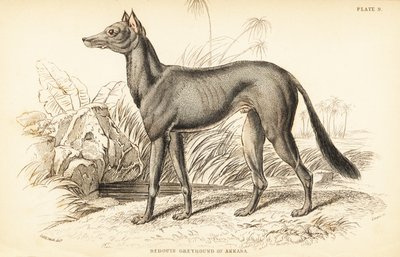 Chart arabski , Canis lupus familiaris autorstwa William Home Lizars