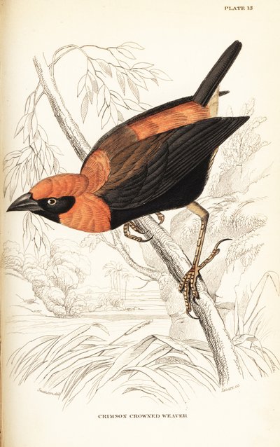 Czarnoskrzydły czerwony biskup, Euplectes hordeaceus (Crimson-koronowany tkacz, Euplectes flammiceps) autorstwa William Home Lizars