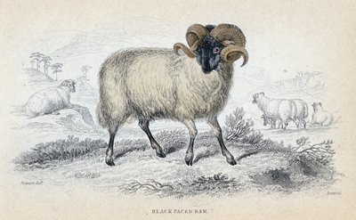 Baran Czarnolicy, połowa XIX wieku autorstwa William Home Lizars