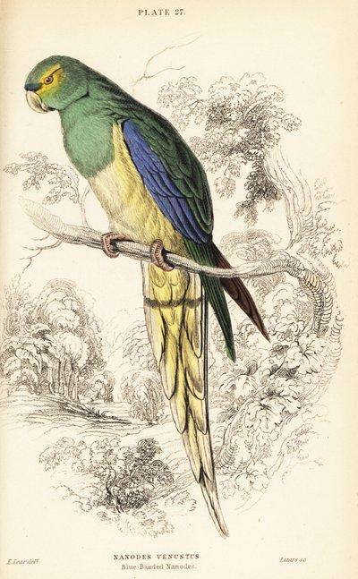 Niebieskoskrzydła papuga , Neophema chrysostoma autorstwa William Home Lizars