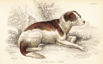 Pies myśliwski z Niemiec , Canis lupus familiaris autorstwa William Home Lizars
