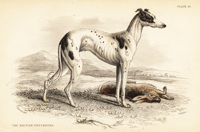 Chart brytyjski , Canis lupus familiaris autorstwa William Home Lizars