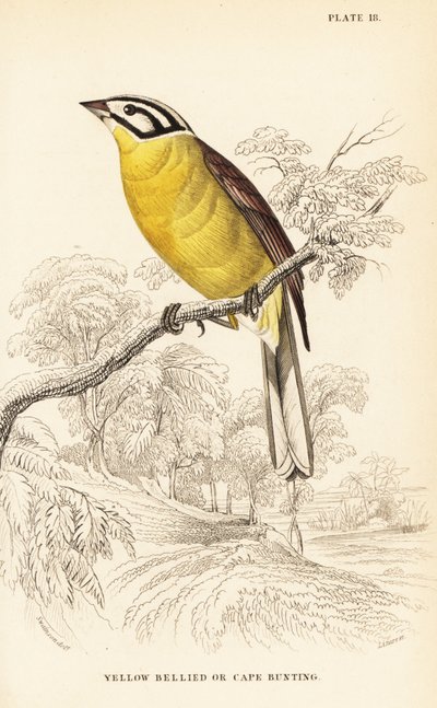 Trznadel przylądkowy , Emberiza capensis ( Trznadel żółtobrzuch , Fringillaria capensis ) autorstwa William Home Lizars