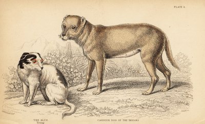 Pies-nosiciel Indian lub Techichi z Meksyku, przodek chihuahua, Canis lupus familiaris i młody pies Alco, Yzi-cuinte potzotli w Meksyku, Canis lupus familiaris (Canis alco) autorstwa William Home Lizars