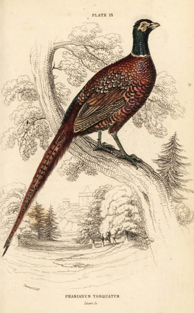 bażant zwyczajny, bażant colchicus torquatus autorstwa William Home Lizars