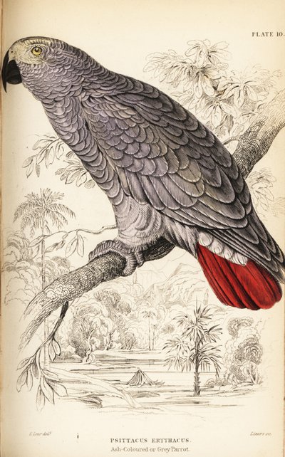 Kongo szara papuga, Parrot erythacus autorstwa William Home Lizars