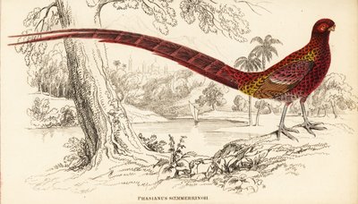 Bażant miedziany lub bażant Soemmerringa, Syrmaticus soemmerringii (Phasianus soemmerringii) autorstwa William Home Lizars