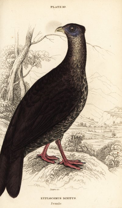 Crested fireback , Lophura ignita , samica ( kogut Macartney , Euplocomus ignitus ) autorstwa William Home Lizars