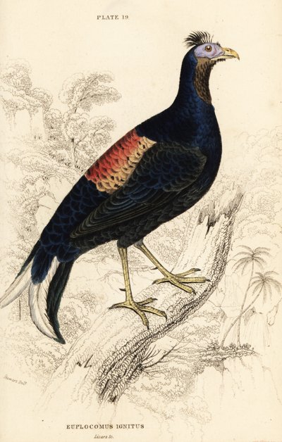 Crested fireback, Lophura ognisty, samiec (kogut Macartney, Euplocomus ignitus) autorstwa William Home Lizars