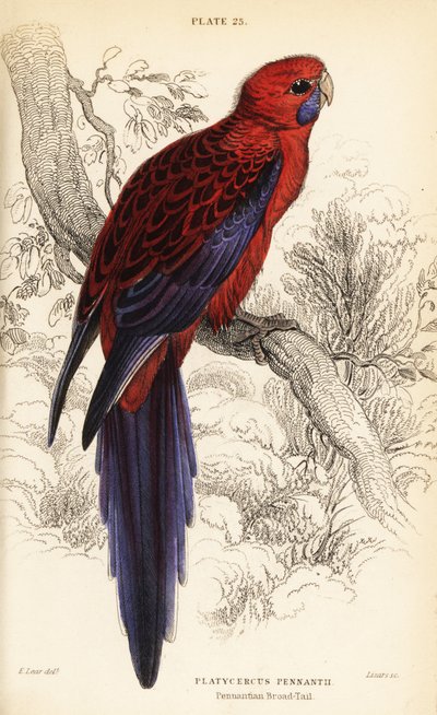 Rozella Karmazynowa, Platycercus elegans autorstwa William Home Lizars