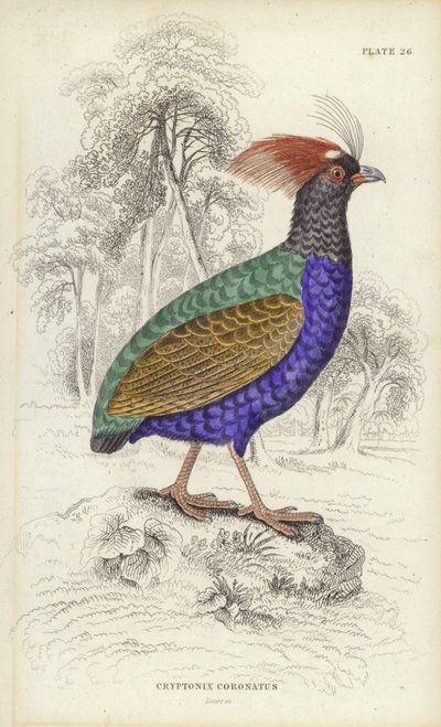 Cryptonix Coronatus autorstwa William Home Lizars