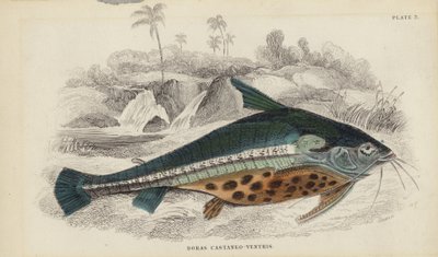 Doras Castaneo-Ventris autorstwa William Home Lizars