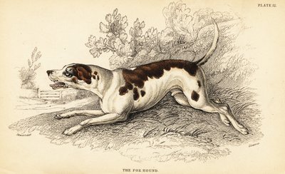 Fox hound, Canis lupus familiaris autorstwa William Home Lizars