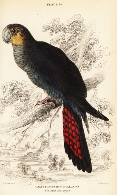Błyszcząca czarna kakadu, Calyptorhynchus lathami autorstwa William Home Lizars
