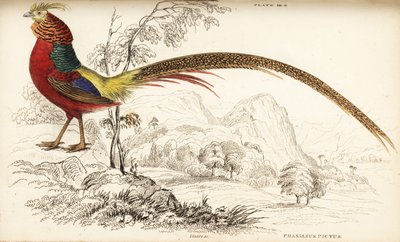 Bażant złocisty lub bażant chiński, Chrysolophus pictus (Phasianus pictus) autorstwa William Home Lizars