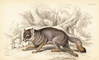 Lis szary lub lis szary, Urocyon cinereoargenteus (Vulpes cinereus) autorstwa William Home Lizars